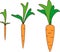 Carrot growth stages