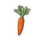 Carrot hand-drawn illustration. Carrot. Vector doodle style cartoon illustration