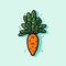 Carrot hand-drawn illustration. Carrot. Vector doodle style cartoon illustration