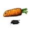 Carrot hand drawn vector illustration. Vegetable half cut object.