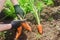 Carrot in the hands of a farmer. Harvesting. Growing organic vegetables. Freshly harvested carrots. Summer harvest. Agriculture.