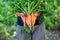 Carrot harvest in hands of woman farmer