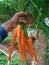 Carrot Harvester, Indonesian Farmer