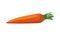 Carrot healthy vegetable isolated style icon