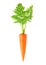 carrot isolated pictures