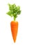 Carrot isolated on white