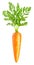 Carrot isolated on white