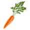 Carrot. Juicy delicious healthy root vegetable. orange vegetable with foliage. Healthy vegetarian food. Bio-product.