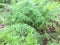 Carrot leaves in a fertile garden