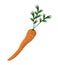 Carrot nutrition healthy image