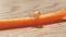 Carrot orange snail baby newborn