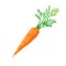 carrot plant cartoon vector illustration