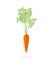 Carrot plant. Daucus carota. Orange carrots tap root vegetable. Agriculture cultivated plant. Green leaves. Flat vector color