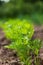 Carrot plant in the garden