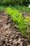 Carrot plant in the garden