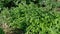 Carrot plant, leaves of carrot plant in organic garden