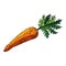 carrot plant sketch hand drawn vector