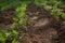 Carrot planted in seedlings. Vegetable garden, agriculture, rural, business