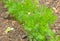 Carrot plants in a vegetable plot