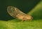 Carrot psyllid, Trioza apicalis