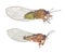 Carrot psyllid, Trioza apicalis