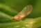 Carrot psyllid, Trioza apicalis. Nymp