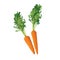 Carrot. Ripe carrot vegetable illustration