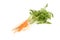 Carrot and root parsley