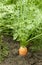 Carrot root plant growing on bed in the field of the vegetable garden