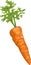 Carrot root vegetable cartoon illustration