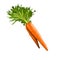 Carrot root vegetable with green leaves isolated on white. Digital art illustration. Organic healthy food. Green vegetable.