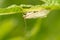 Carrot Seed Moth - Sitochroa palealis