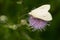 Carrot Seed Moth - Sitochroa palealis