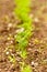 Carrot seedlings