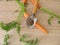 Carrot seeds on gardening trowel