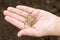 Carrot seeds in human hands against the soil background