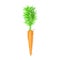 Carrot sketch drawing isolated over white