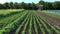 Carrot stem field root farm farming leaves leaf green vegetables growing Daucus carota aerial drone harvest land orange