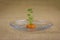 Carrot top growing by propagating in water in a glass bowl