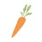 Carrot with tops. Orange tuber and leaf of fresh raw root vegetable. Sweet vegetarian food. Colored flat vector