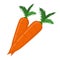 Carrot vector.Fresh carrot illustration