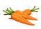 Carrot vector illustration eps10 white background