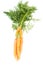 Carrot vegetable