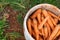 Carrot vegetable farm harvest in spring. Fresh ripe organic raw vegetables. Abundance reaped and packed in bucket on outdoor farm