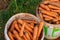 Carrot vegetable farm harvest in spring. Fresh ripe organic raw vegetables. Abundance reaped and packed in buckets on outdoor farm