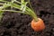 Carrot vegetable gardening