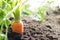 Carrot vegetable grows in the garden in the soil organic background