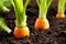 Carrot vegetable grows in the garden in the soil organic background closeup