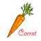 Carrot vegetable isolated sketch for food design