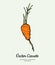 Carrot vegetable vector isolate. Orange whole carrot, green leaf. Vegetables hand drawn illustration. Trendy vegetarian